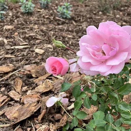 Διαμέρισμα For *